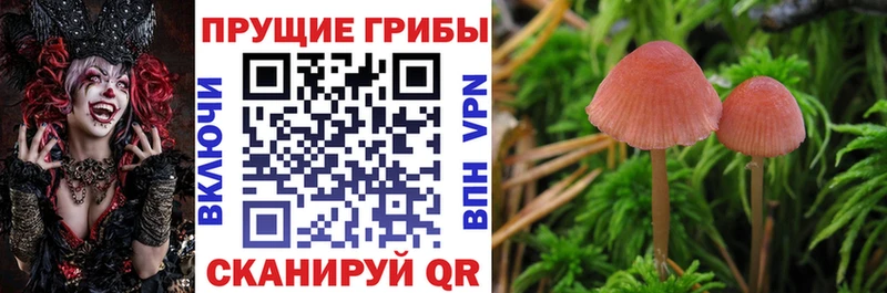 Галлюциногенные грибы Psilocybe это телеграм Краснообск цены наркотик